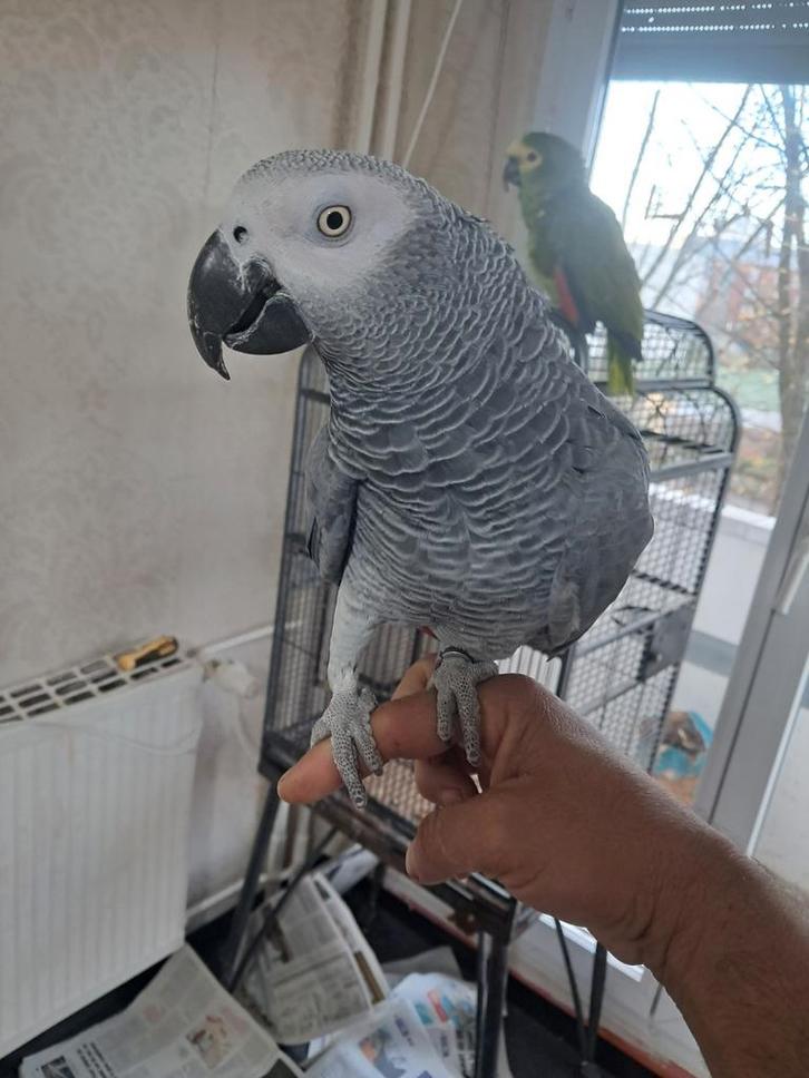 Gris du Gabon France, Dieren en Toebehoren, Vogels | Parkieten en Papegaaien, Papegaai, Vrouwelijk
