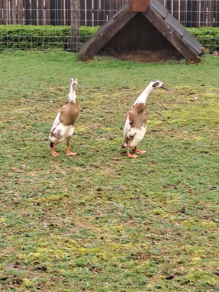 Loopeenden broedeieren, Dieren en Toebehoren