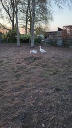 2 ganzen te koop, Geslacht onbekend