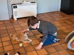 Rood shiba inu teefje - 7 weken, Dieren en Toebehoren, Parvo, België, Fokker | Hobbymatig, Overige rassen