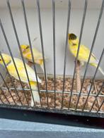 Te koop 3 waterslagers popjes van 2022 em man 2025, Plusieurs animaux, Canari de couleur