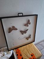 Cadre pour collection insectes / papillons, Collections, Enlèvement ou Envoi