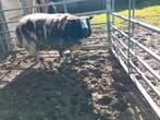Baggerbonte ram, Dieren en Toebehoren, Schapen, Geiten en Varkens, Mannelijk, Schaap, 0 tot 2 jaar