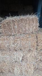 Stro in kleine pakken, Zakelijke goederen, Landbouw | Veevoer, Ophalen