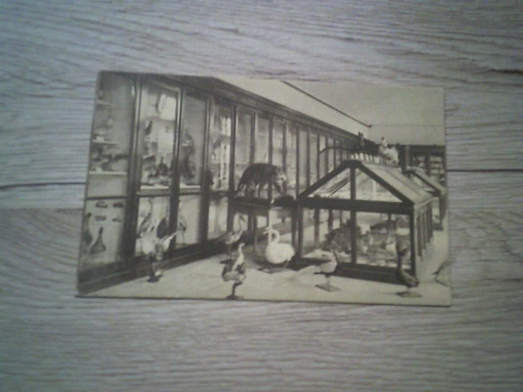 HOOGSTRATEN: Seminarie - Museum, Collections, Cartes postales | Belgique, Enlèvement ou Envoi, Avant 1920, Non affranchie, Anvers