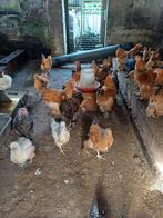 Brahma kippen en hanen te koop tussen 10 weken en 28 weken, Meerdere dieren, Kip