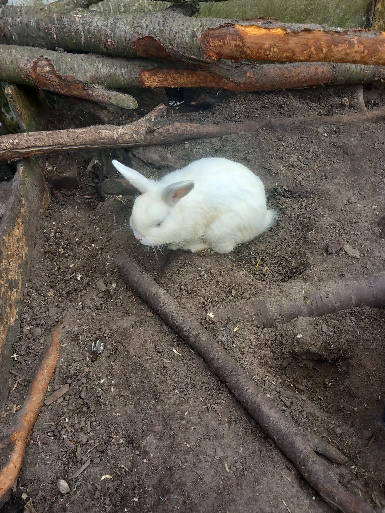 Dwergkonijn, Mâle, Nain, 0 à 2 ans