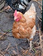 legkip, Vrouwelijk, Kip