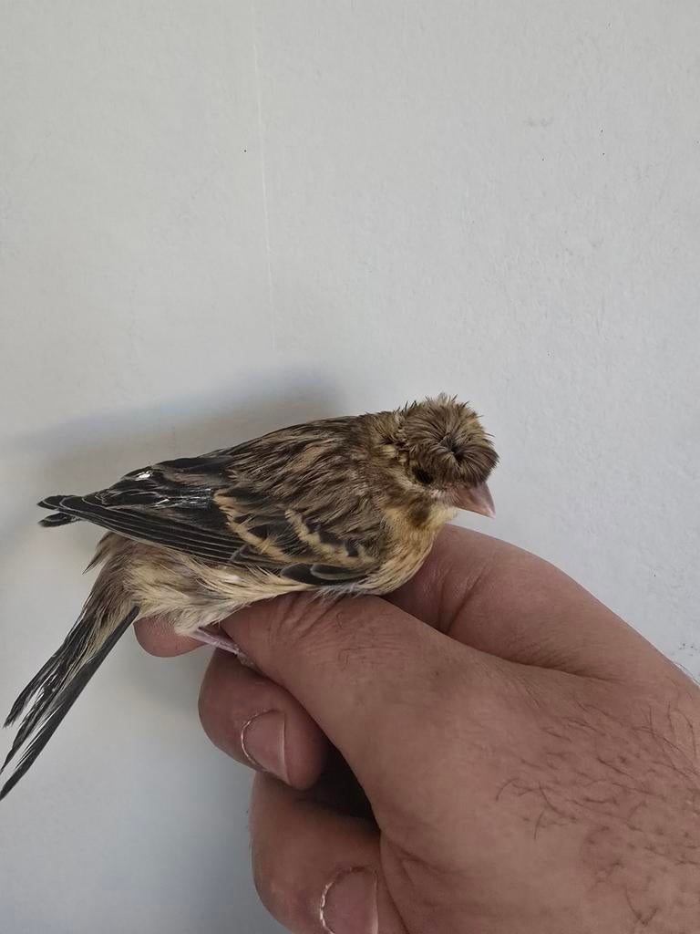 Canaris 2026, Animaux & Accessoires, Femelle