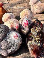 Cochin kriel broedeieren - Raszuiver! 🥚, Dieren en Toebehoren, Pluimvee