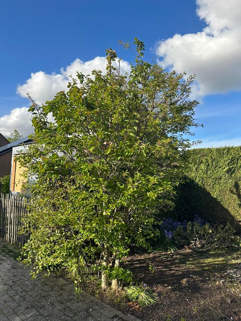 Meerstammige boom gratis, Enlèvement