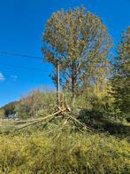 Gratis brandhout van een geknotte wilg, Tuin en Terras, Ophalen