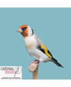 Cherche un couple de chardonneret de mutation., Animaux & Accessoires