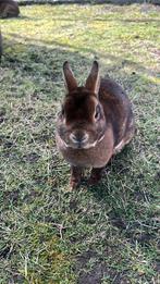 Mooi konijn, Vrouwelijk, Groot, 6 tot 8 jaar