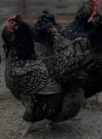 Broedeieren barnevelder kleur en ras zuiver, Animaux & Accessoires, Volatiles