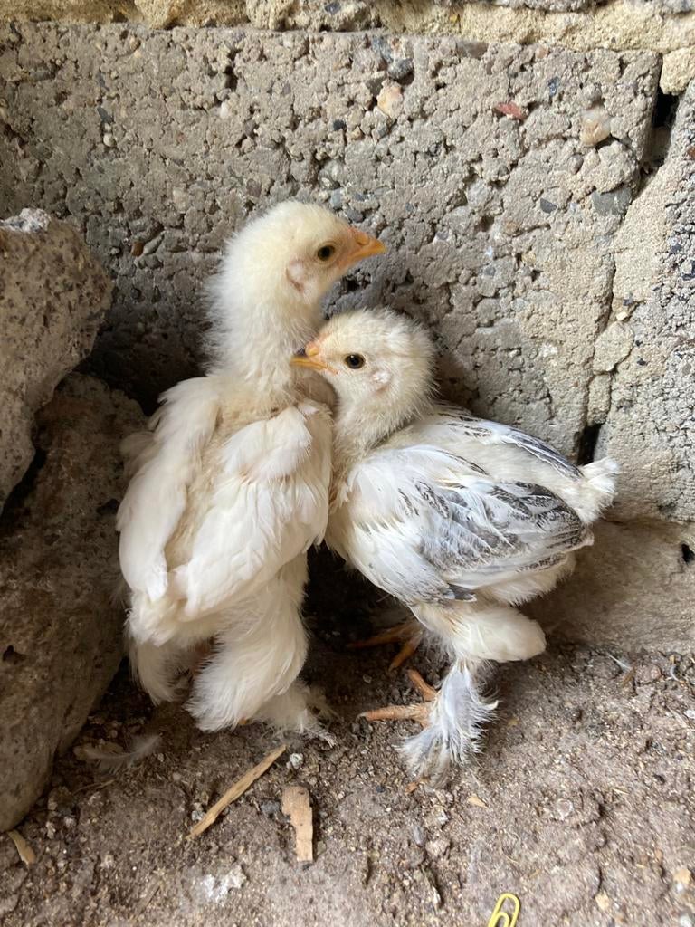 2 brahma haan kuikens., Mannelijk, Kip