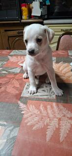 Jack russels, Particulier, 8 à 15 semaines, Plusieurs, Parvovirose