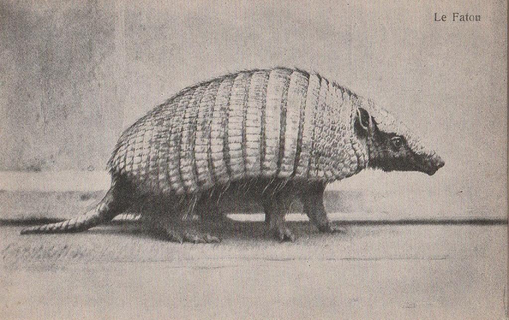 GORDELDIER, Verzamelen, Postkaarten | Dieren, Verzenden, Ongelopen, Wild dier