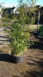 Plantes de bambou, Jardin & Terrasse, Plantes | Arbres, Enlèvement