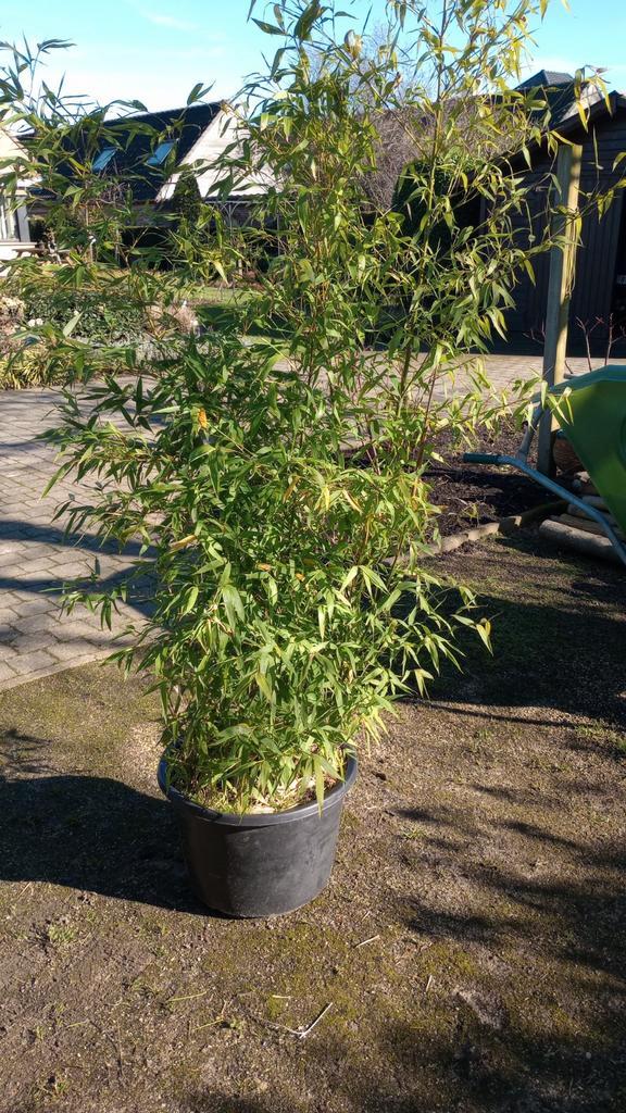 Haag planten , bamboe, Tuin en Terras, Planten | Bomen, Ophalen