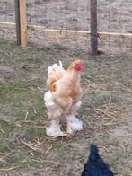 Mooie Brahma haan, Dieren en Toebehoren, Pluimvee