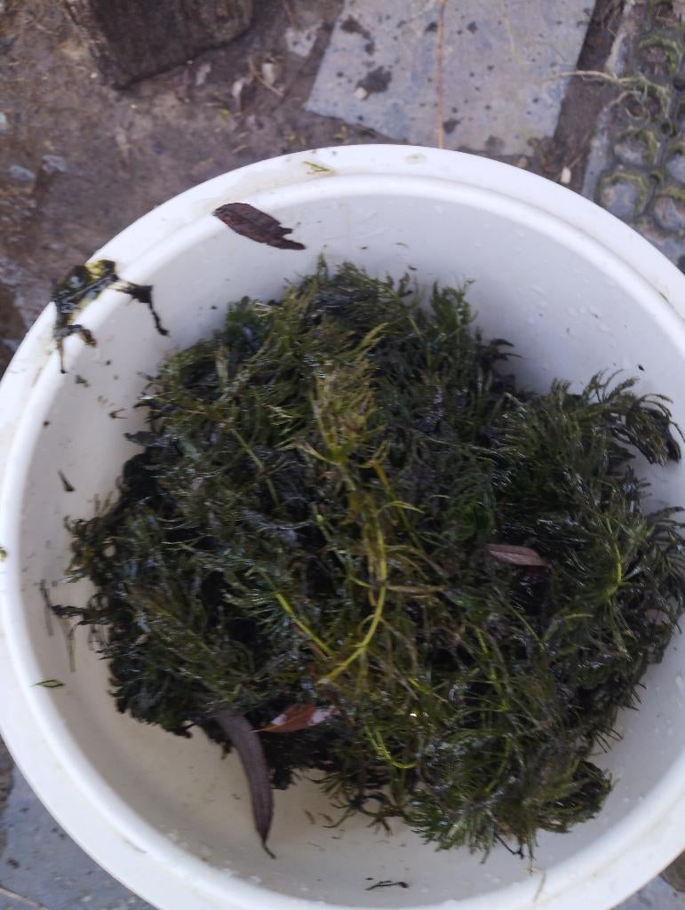 Zuurstof planten, Enlèvement, Utilisé