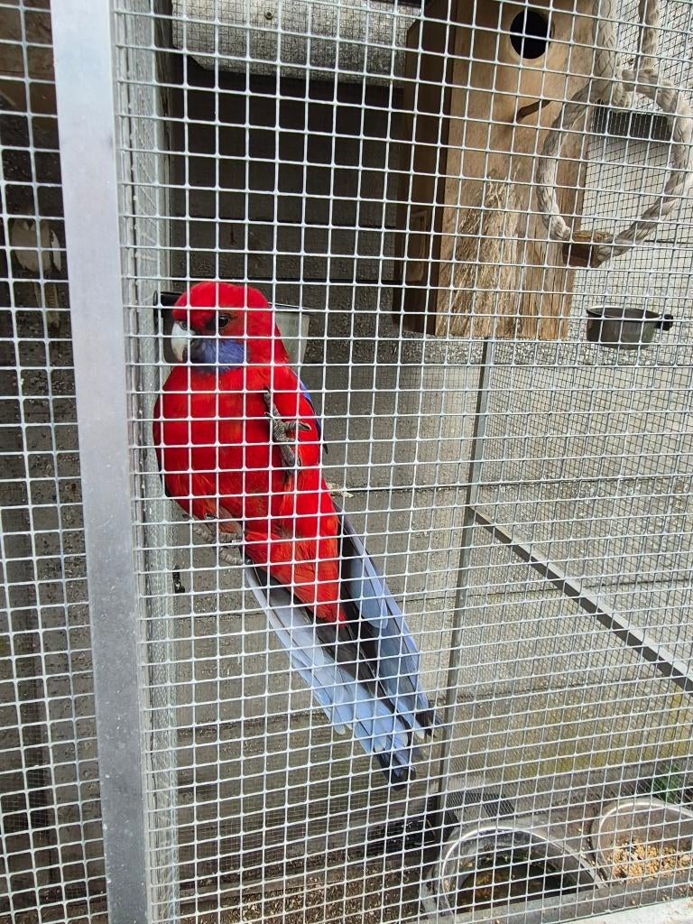 parkieten gratis op te halen, Animaux & Accessoires, Oiseaux | Perruches & Perroquets, Plusieurs animaux, Perruche, Bagué