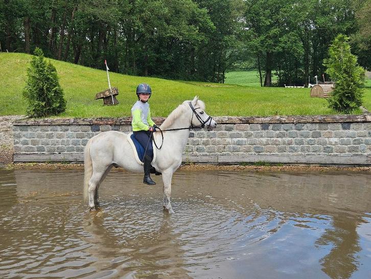 Bomproof bixie/sport en kinder B-pony, Dieren en Toebehoren, Pony's, Ruin, L, B pony (1.17m tot 1.27m), Springpony, 11 jaar of ouder