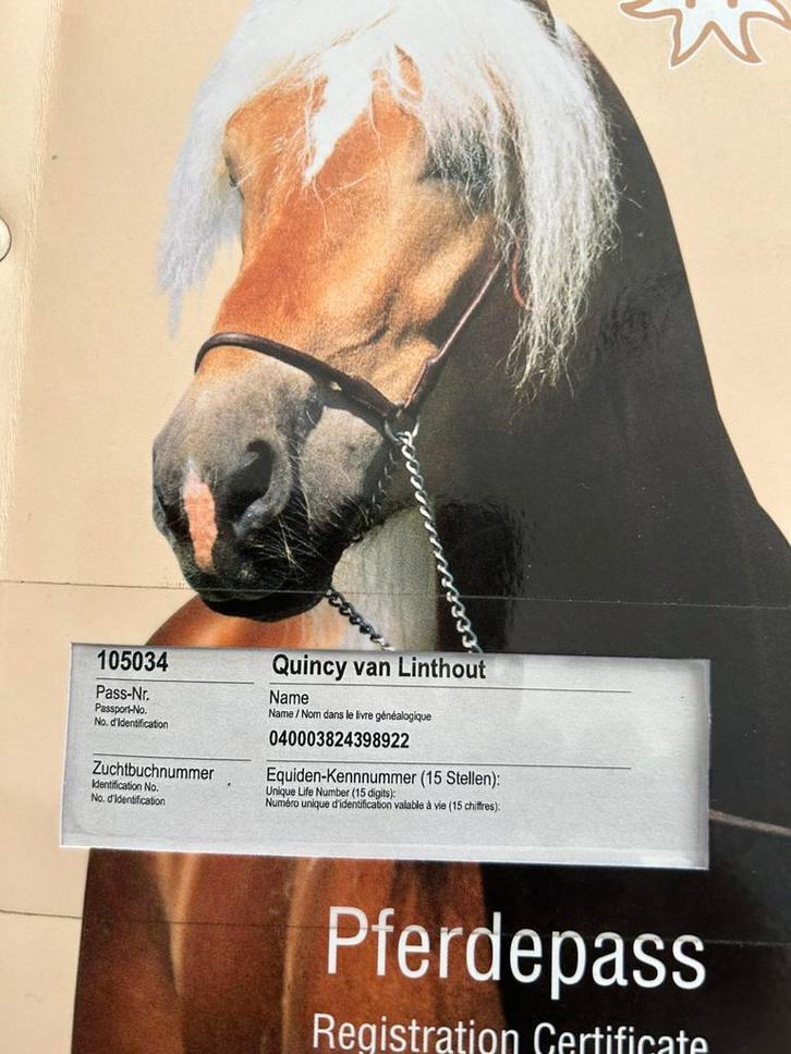 Haflinger merry 4 jaar, Dieren en Toebehoren, Paarden, Merrie, Zadelmak, 160 tot 165 cm, 3 tot 6 jaar, Recreatiepaard, Met stamboom