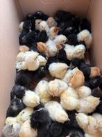 Kuikentjes, Dieren en Toebehoren, Pluimvee, Geslacht onbekend, Kip