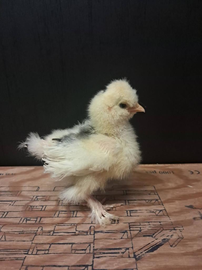 Usa zijdehoen motteld kuikentjes