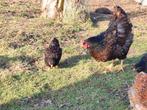 Barnevelder. Jonge hennen. groothoender, Dieren en Toebehoren, Pluimvee