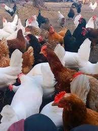 Beste leggers in 7 rassen Belgische kwaliteit 0499/082381, Dieren en Toebehoren, Pluimvee, Kip, Vrouwelijk