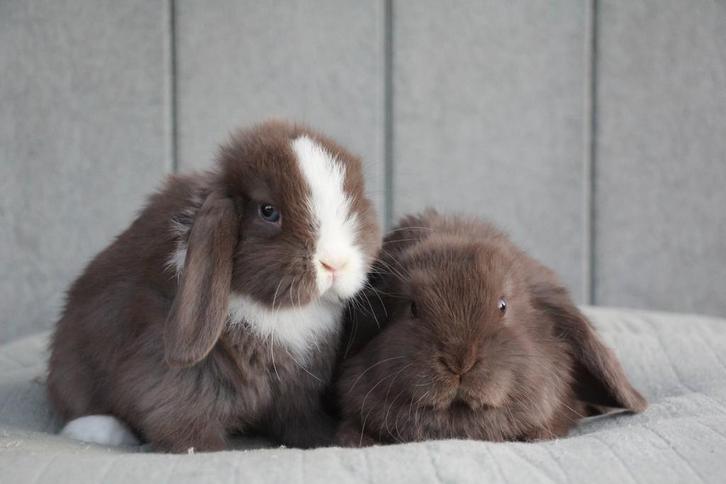 Mooi en sociaal koppel nhd dwergkonijnen, Dieren en Toebehoren, Konijnen, Klein, Meerdere dieren, 0 tot 2 jaar, Hangoor