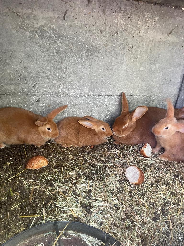 Konijnen De vale van Bourgondië, Dieren en Toebehoren, Konijnen, Meerdere dieren, Middelgroot, 0 tot 2 jaar