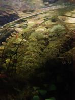 limnophila stekken, Enlèvement, Neuf, Plante(s), Pierre ou Bois