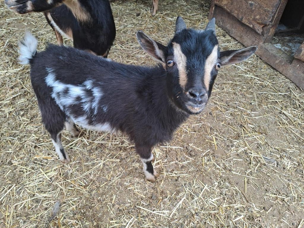 6 Jonge bokjes Te koop, Dieren en Toebehoren