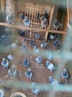 Slacht duiven nog 7 beschikbaar, Dieren en Toebehoren, Vogels | Duiven