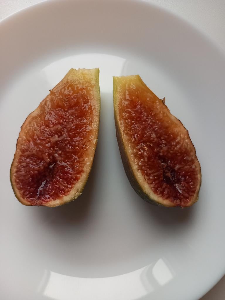 Vijgen bomen, Ophalen, Vijgenboom