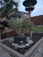 Trithrinax campestris, Tuin en Terras, Planten | Bomen, Ophalen, Winter, Palmboom