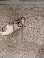 Mandarins, Animaux & Accessoires, Autres accessoires pour animaux, Enlèvement ou Envoi