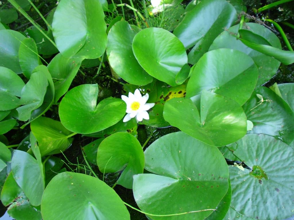 Plants de nénuphars., Enlèvement