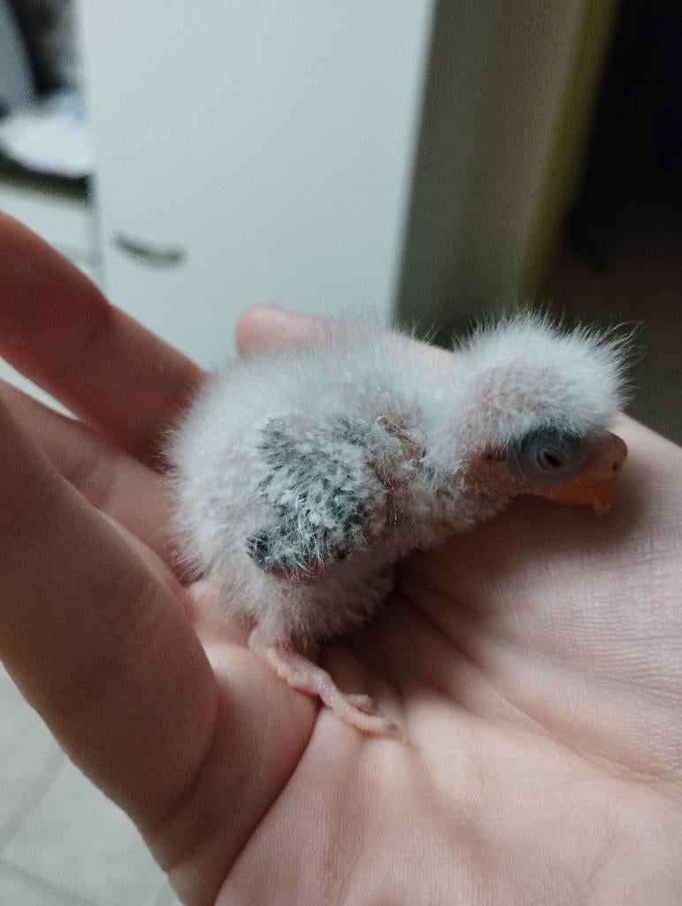 Jonge bourkes, Dieren en Toebehoren, Meerdere dieren, Parkiet
