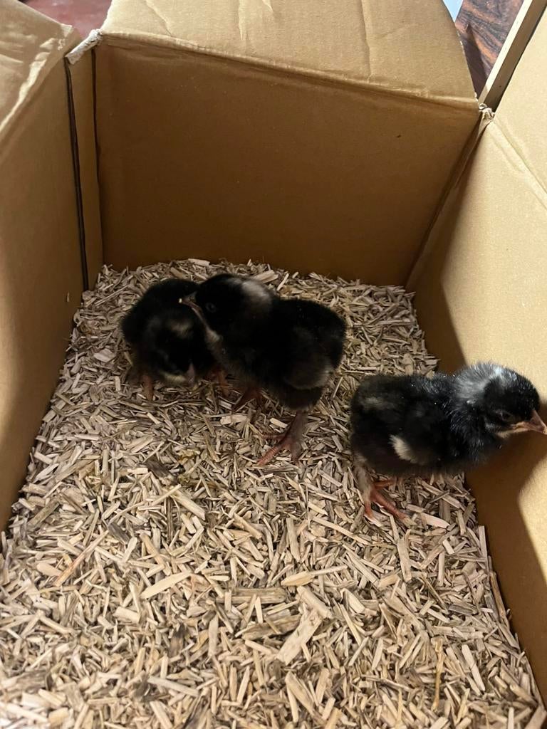 Eendags mechelse koekoek kuikens