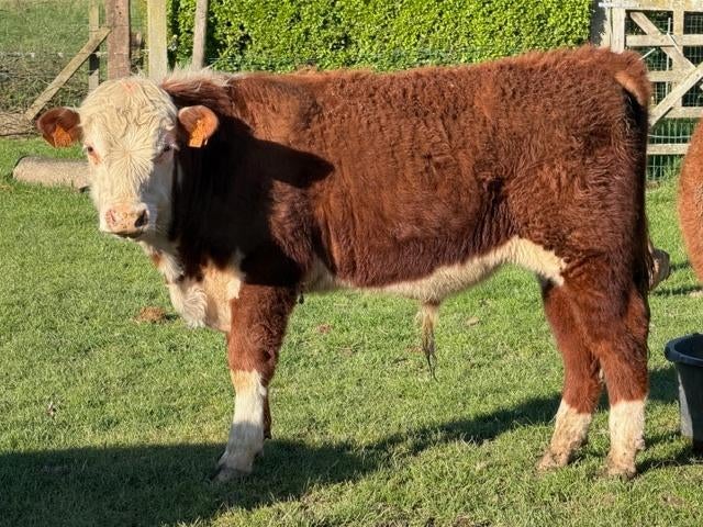 Hereford stier april 2025, Dieren en Toebehoren, Mannelijk, 0 tot 2 jaar