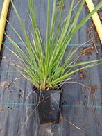 Pennisetum Hameln, Enlèvement