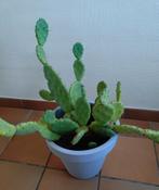 Plantes méditerranéennes dans pot neuf, Enlèvement