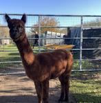 jonge donkerbruine alpaca merrie, Dieren en Toebehoren, Schapen, Geiten en Varkens, Vrouwelijk, 0 tot 2 jaar