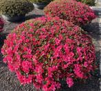 azalea Japonica RED, Tuin en Terras, Ophalen, Zomer, Vaste plant, Overige soorten