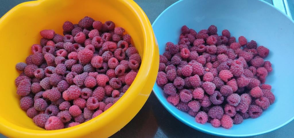 framboises, Jardin & Terrasse, Plantes | Jardin, Enlèvement